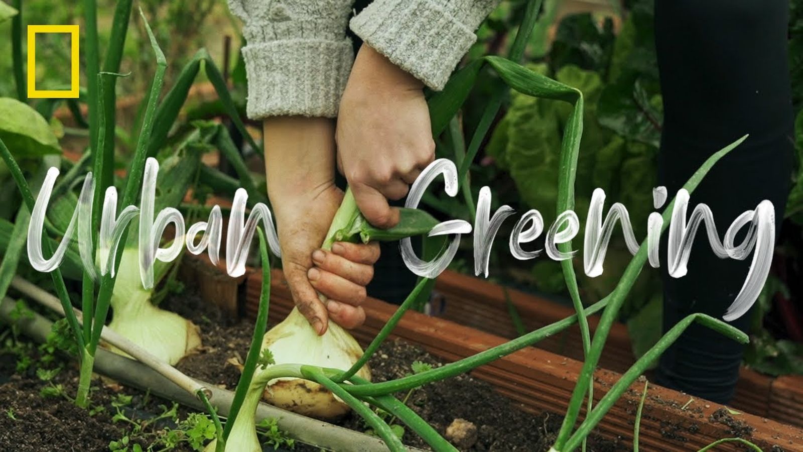 HUERTOS Y URBAN GREENING | OTRO PLANETA ES POSIBLE | NATIONAL GEOGRAPHIC ESPAÑA