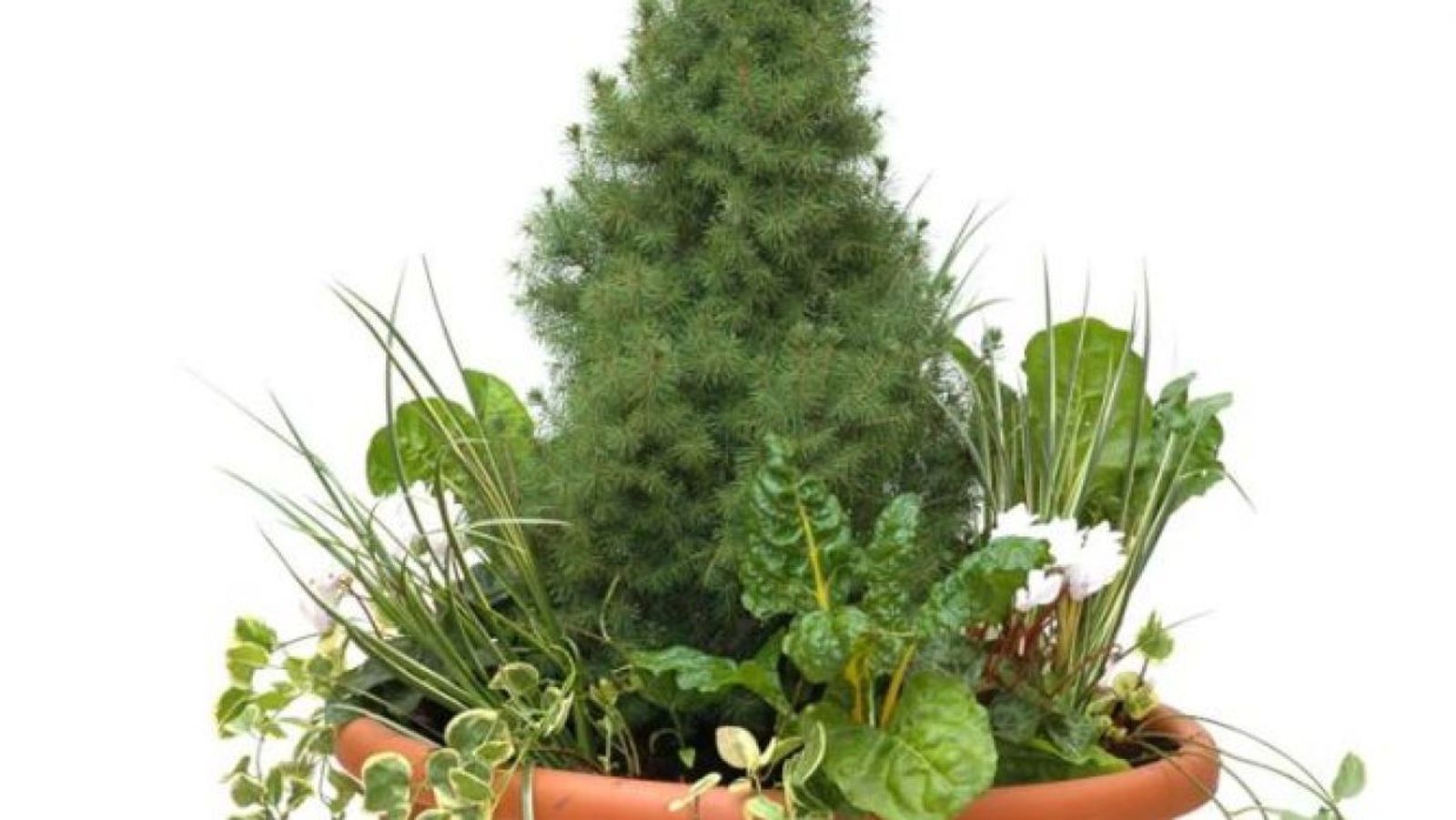 Abeto cónico: cuidados esenciales y cómo crear una composición floral con él