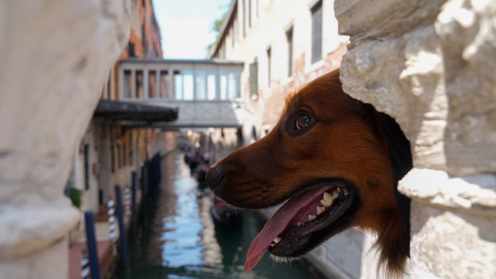 italia venecia perro