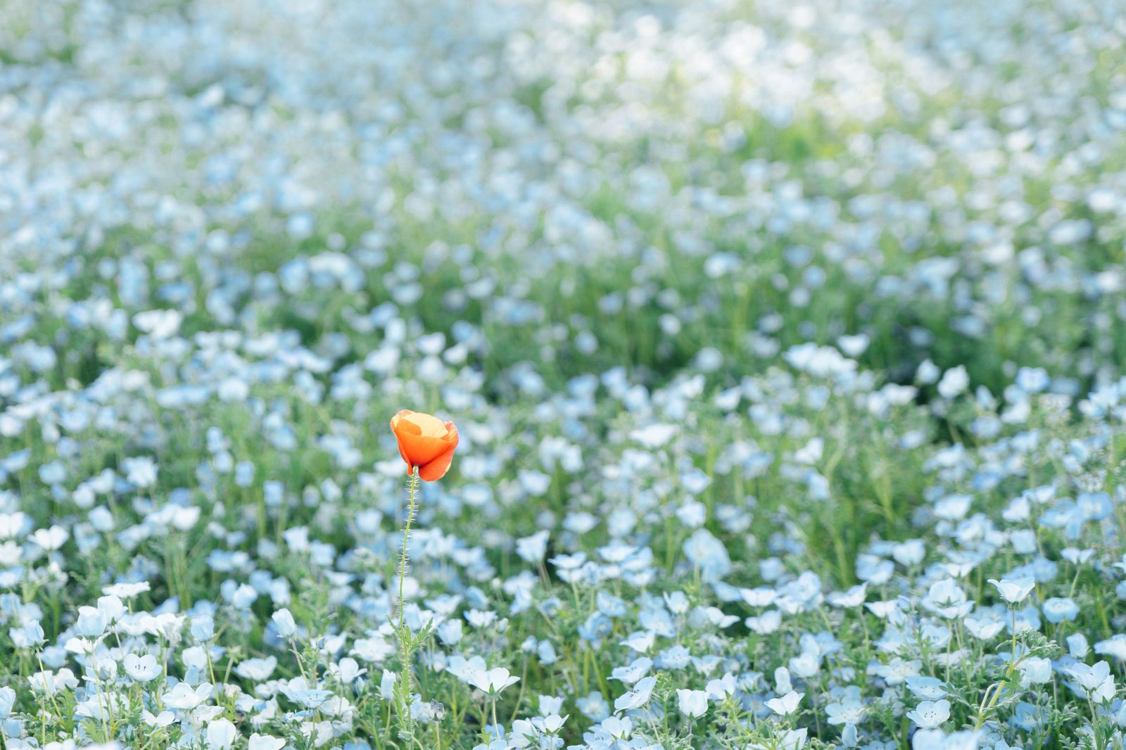 yuika-takamura-8hE9BRcRaXM-unsplash