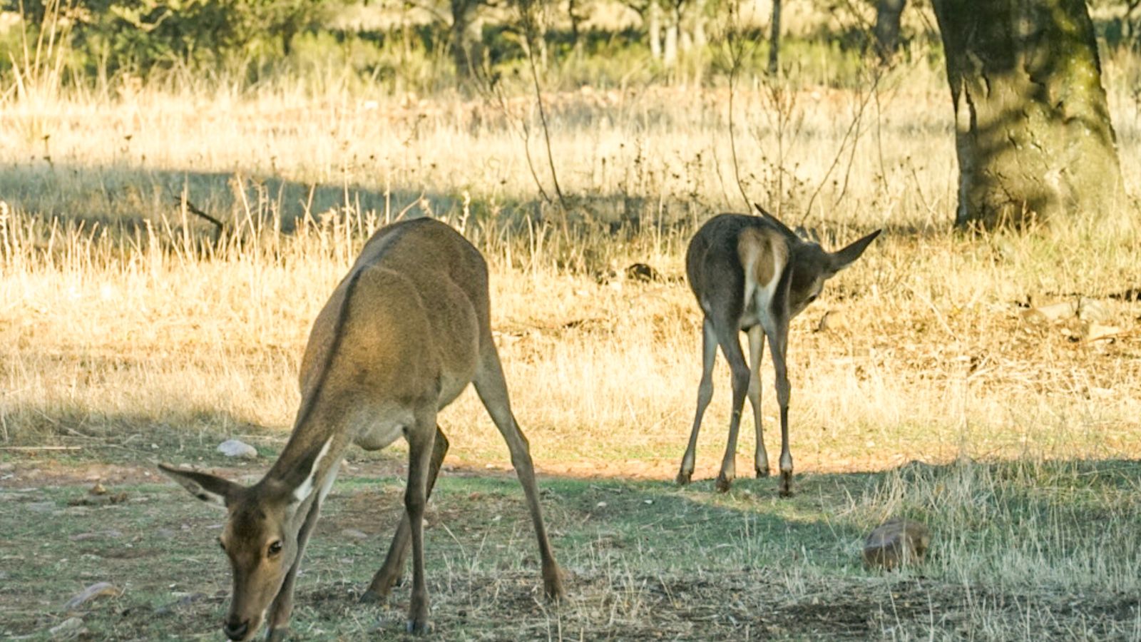El Parque Nacional de Cabañeros en Castilla La Mancha