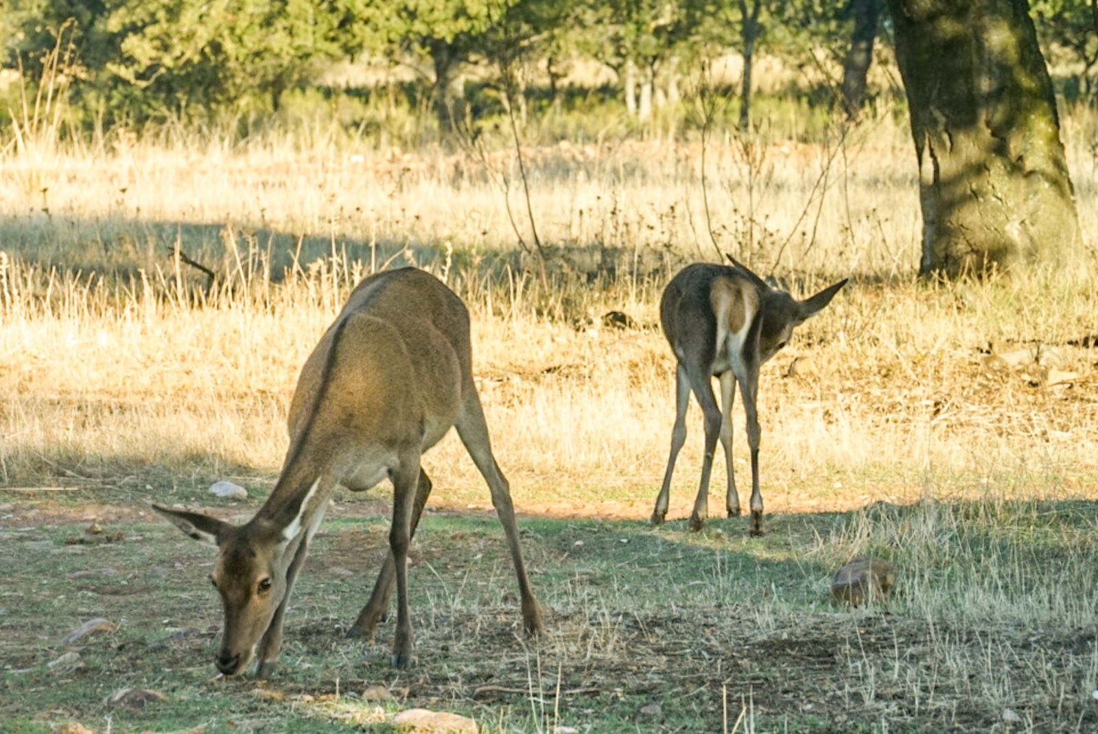 El Parque Nacional de Cabañeros en Castilla La Mancha