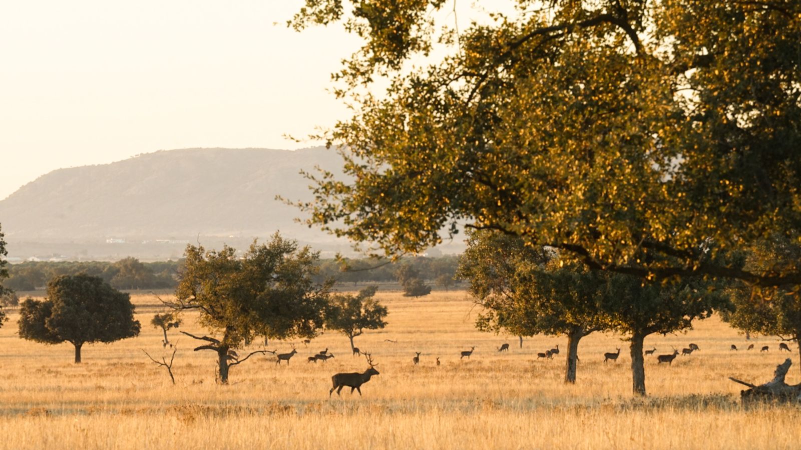 El Parque Nacional de Cabañeros en Castilla La Mancha