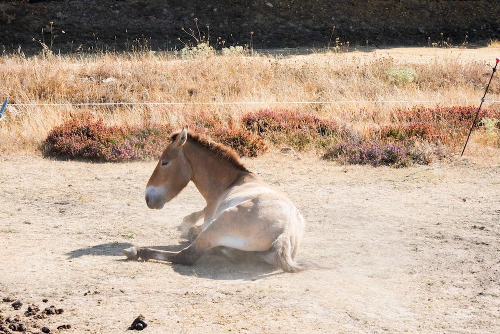 Caballo "przewalski", una especie en peligro de extinción, en "Paleolítico Vivo", Burgos