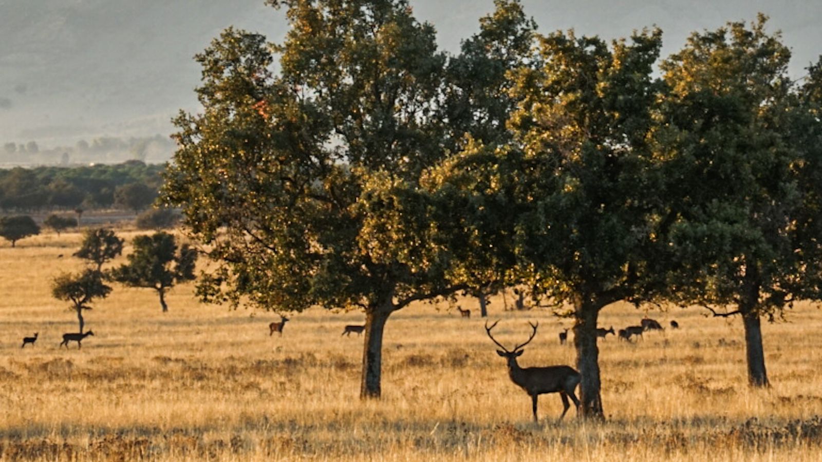 El Parque Nacional de Cabañeros en Castilla La Mancha