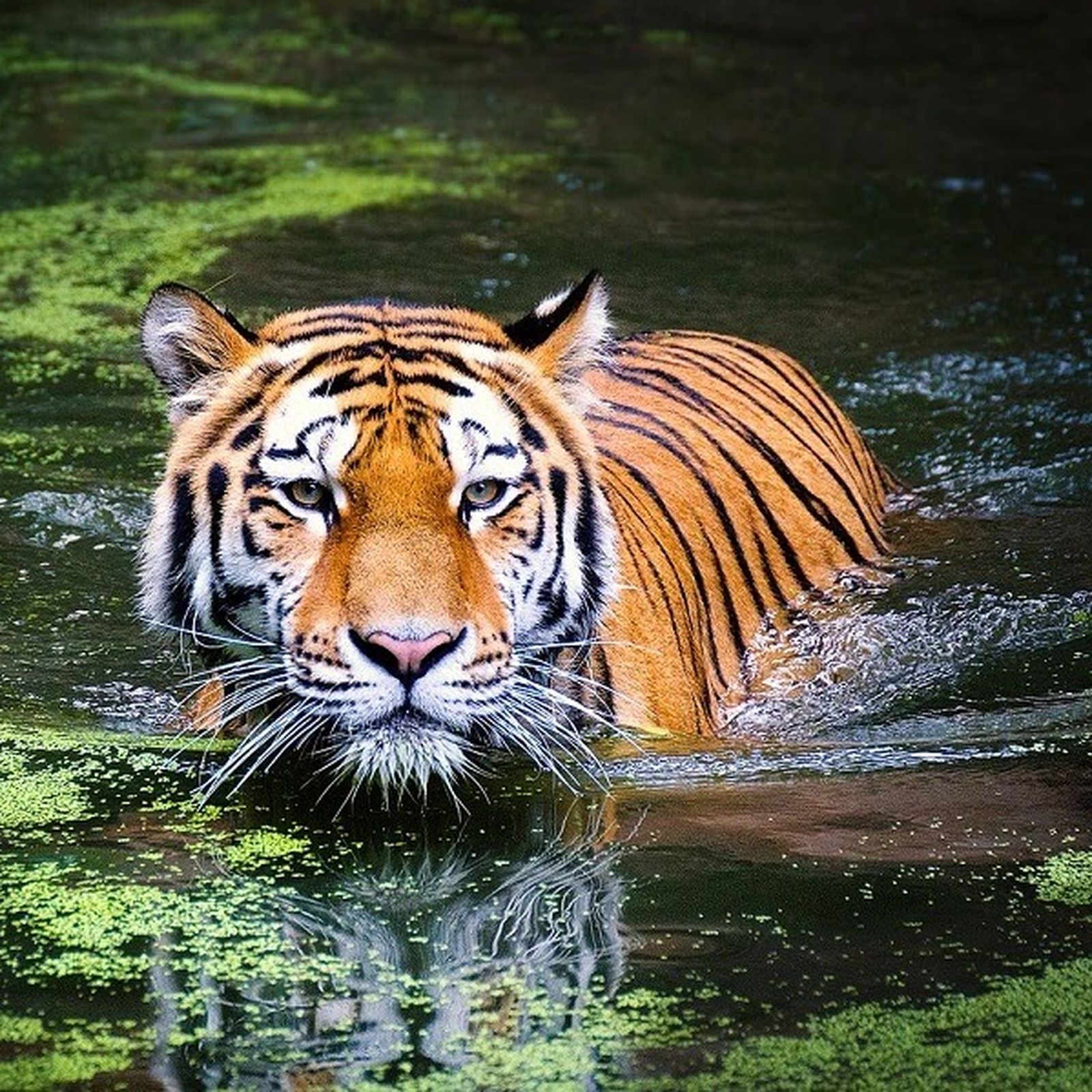 tiger jpg