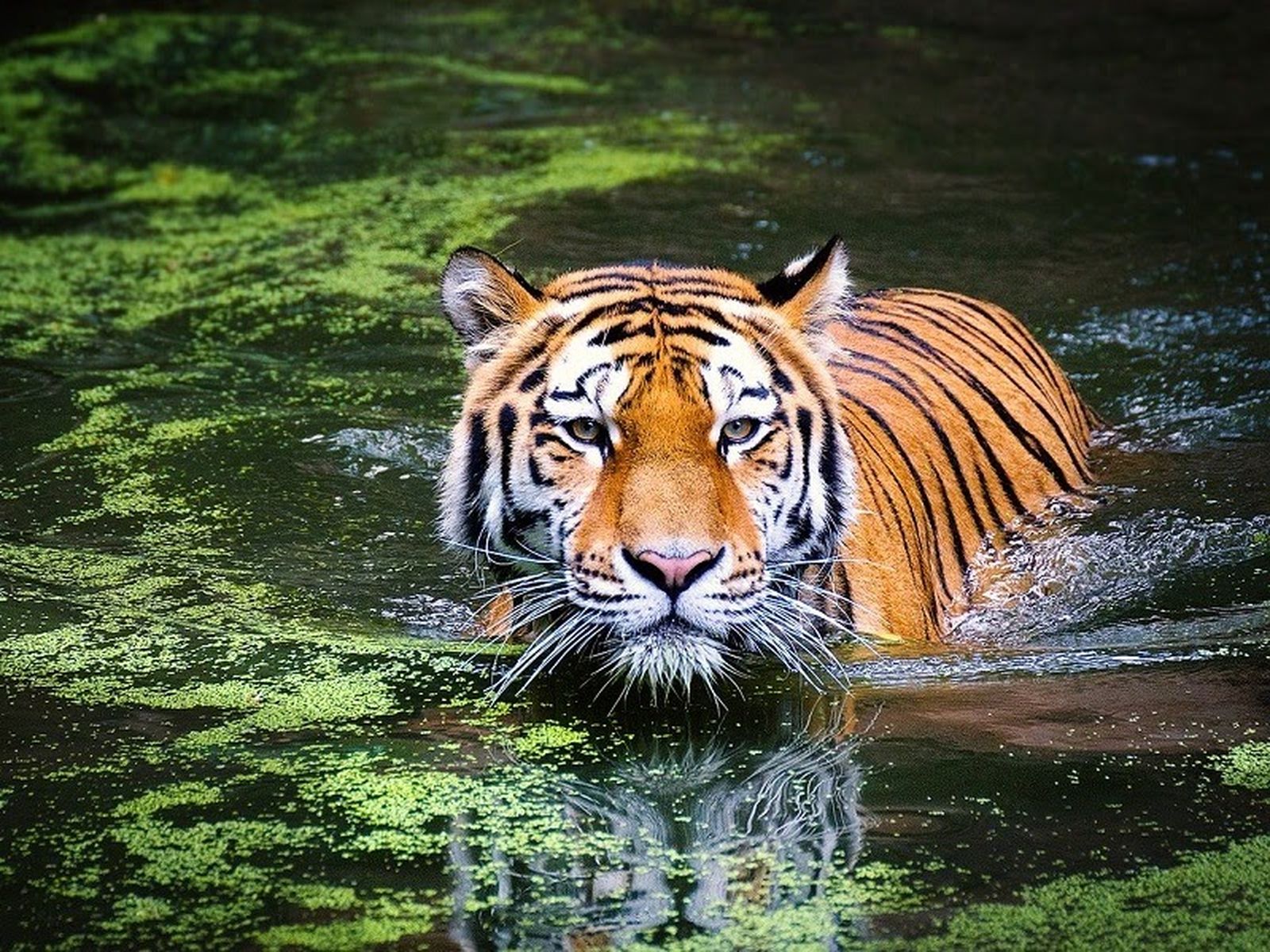 tiger jpg