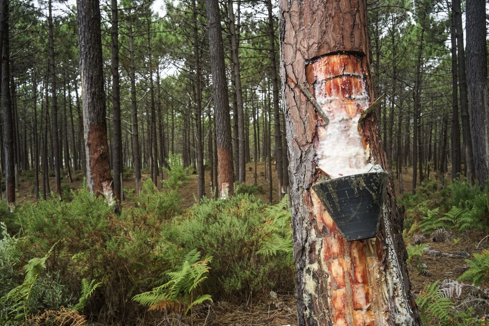 Test subida múltiple fotos via zip