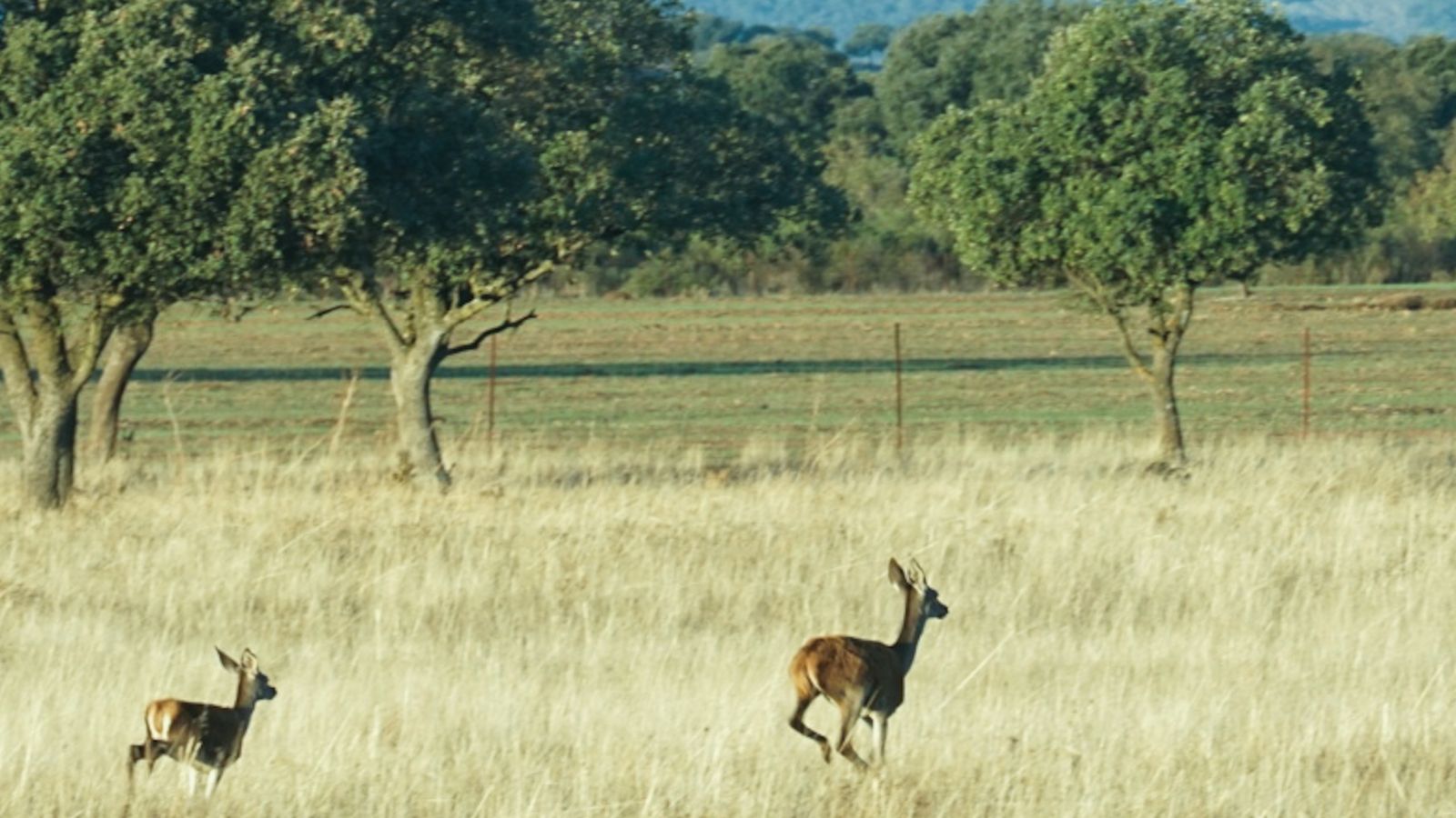 El Parque Nacional de Cabañeros en Castilla La Mancha