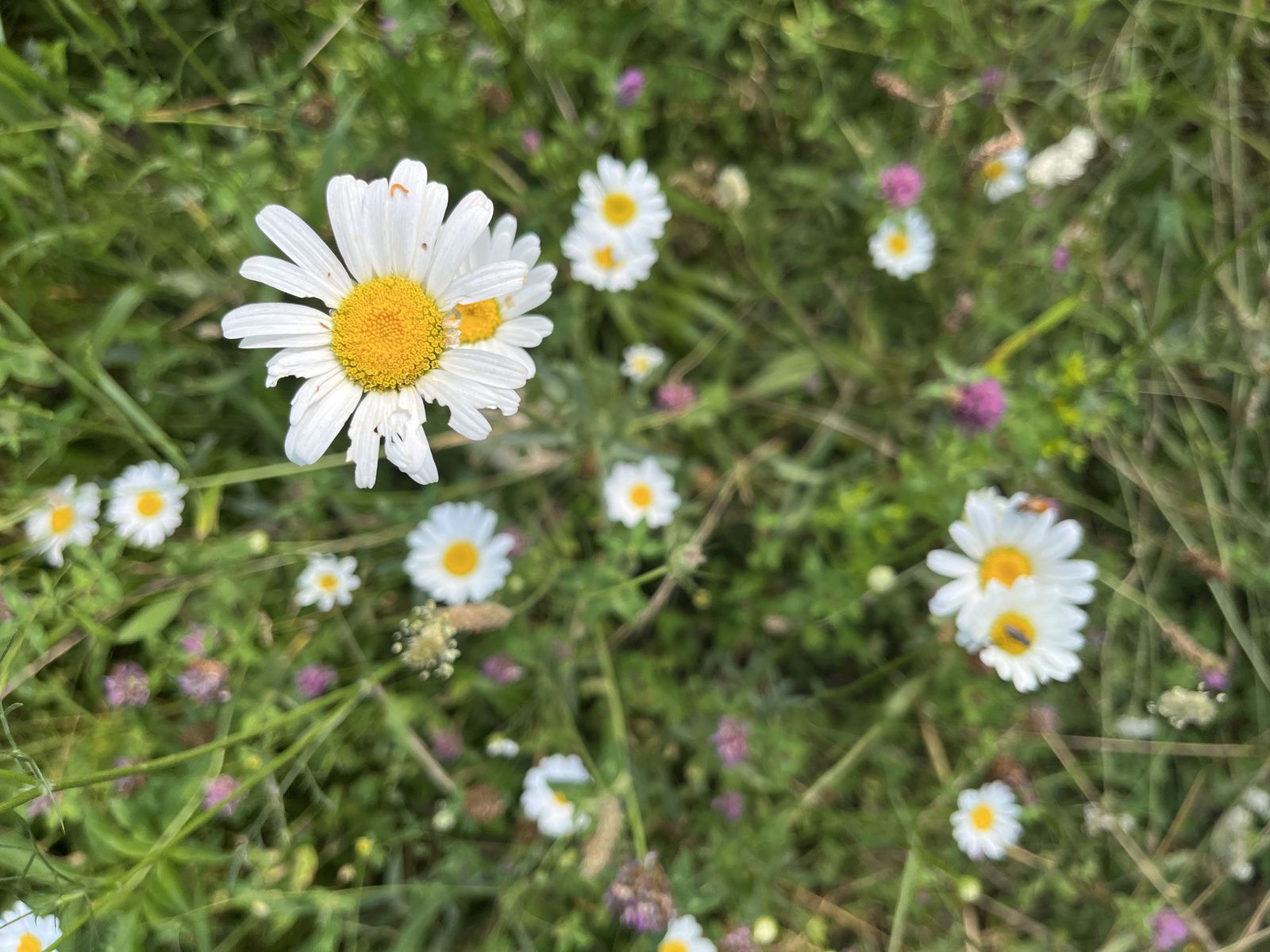 Imagen subida desde iPhone